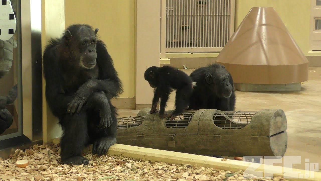 チンパンジー (東山動植物園) 2019年1月22日 | ZFC.jp