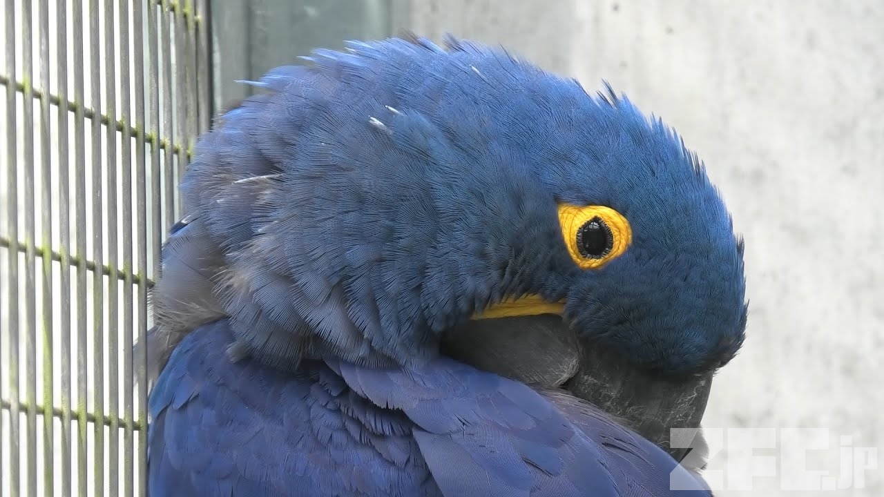 スミレコンゴウインコ | 動物図鑑 | ZFC.jp