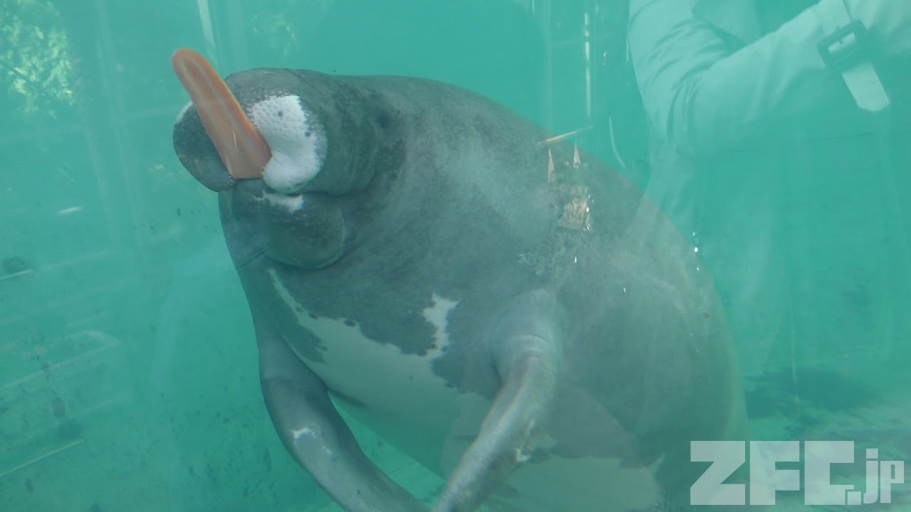 アマゾンマナティー 動物図鑑 Zfc Jp