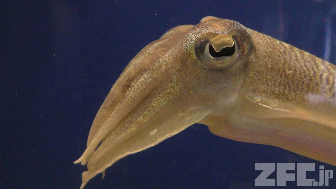 コウイカ (市立しものせき水族館 海響館) 2019年4月26日 | ZFC.jp