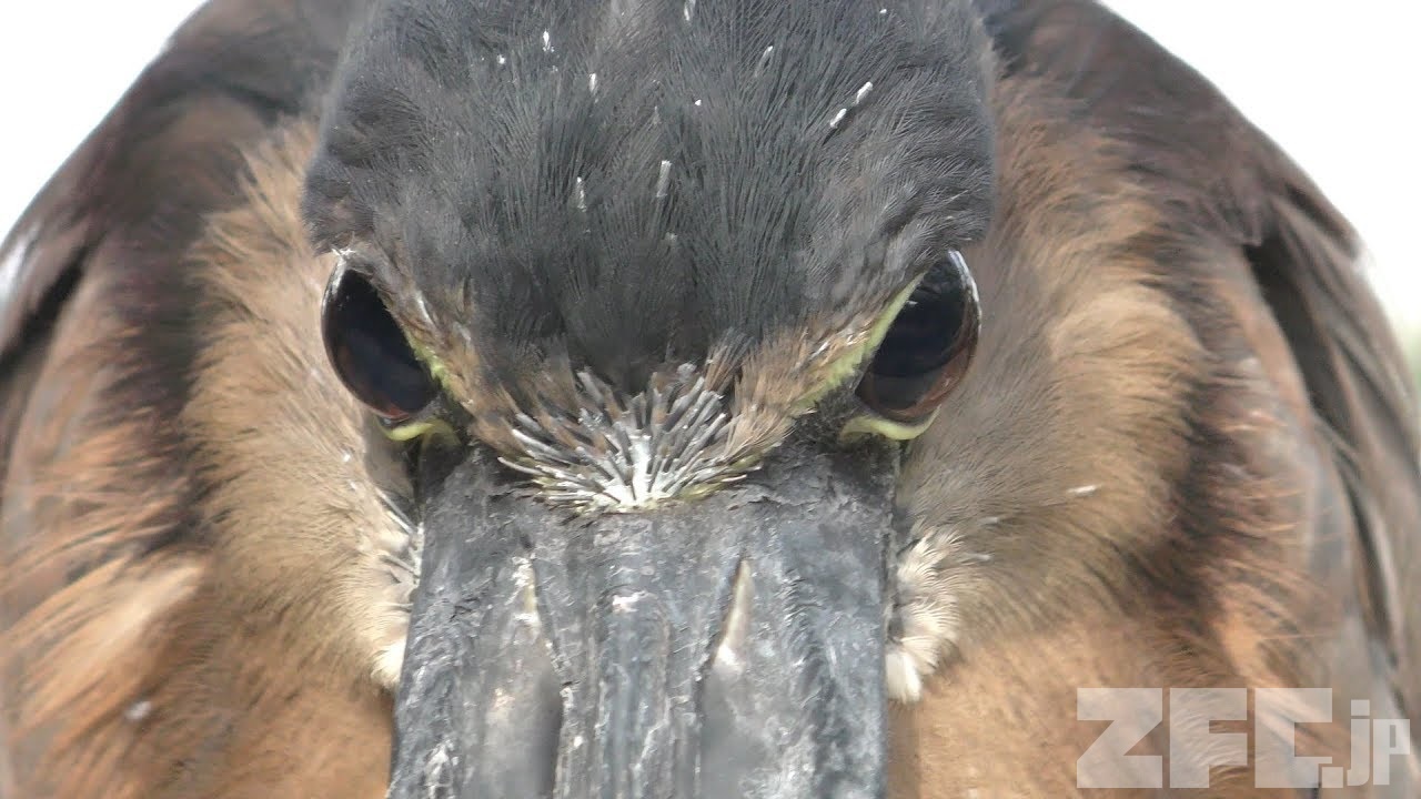 ヒロハシサギ 動物図鑑 ZFC.jp