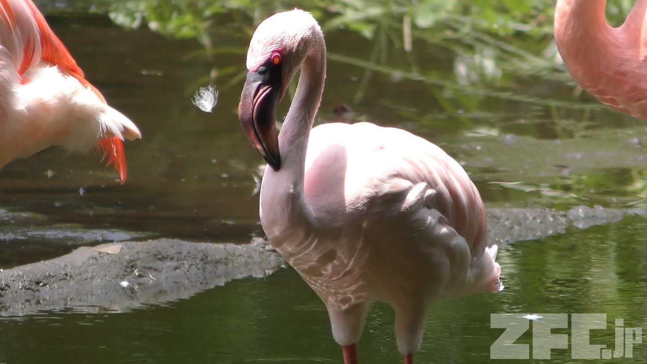 コフラミンゴ 動物図鑑 ZFC.jp