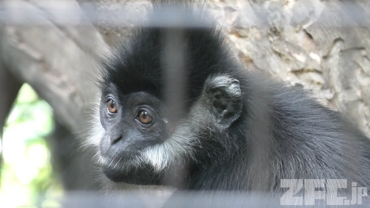 希少 新品タグ付き ズーラシア 動物園 ぬいぐるみ フランソワルトン 担当者もおすすめです♪|deズーラシア｜ブログ|よこはま動物園