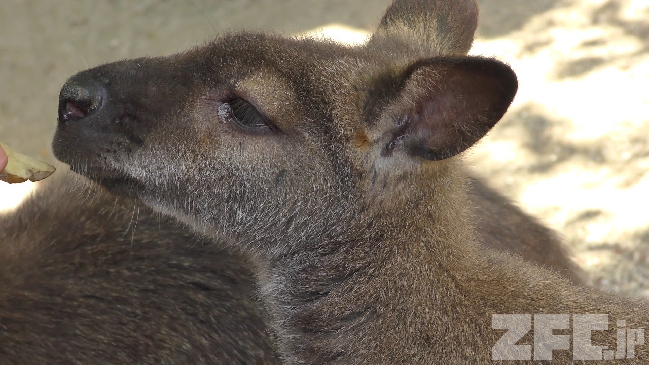 ベネットアカクビワラビー | 動物図鑑 | ZFC.jp