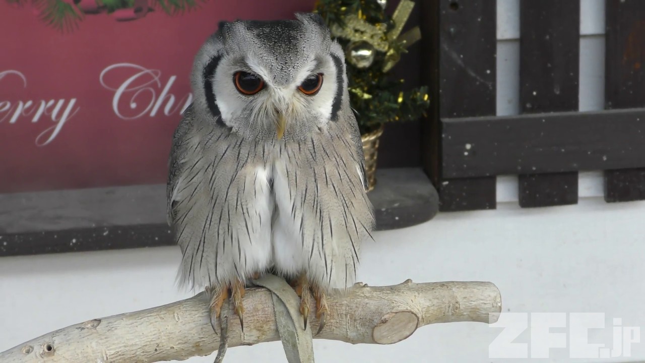 アフリカオオコノハズクのポポとココ 掛川花鳥園 17年12月10日 Zfc Jp