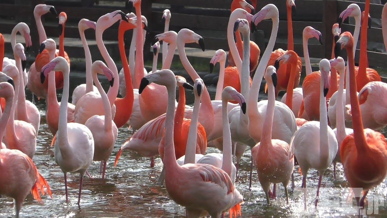 3種の フラミンゴ (海の中道海浜公園 動物の森) 2019年4月24日 | ZFC.jp