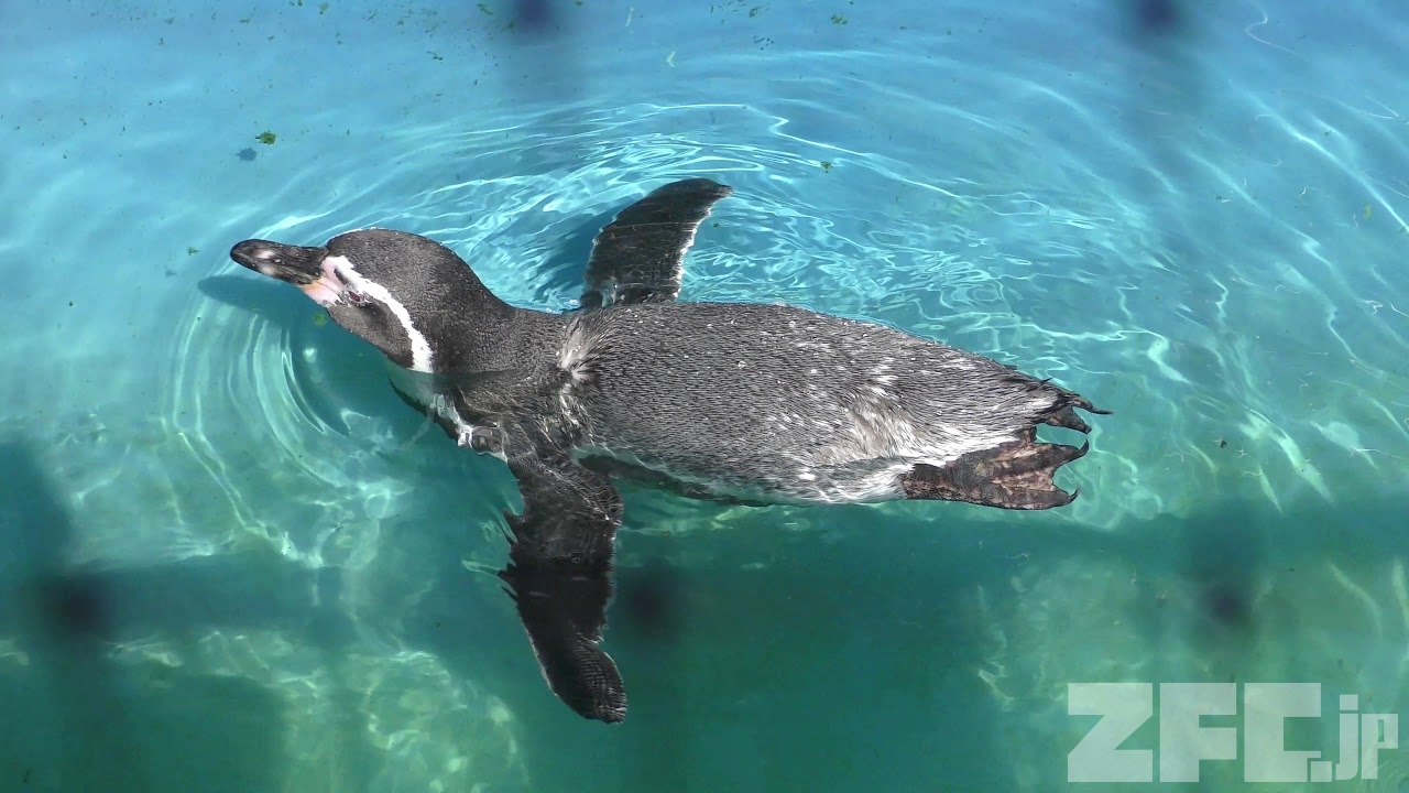 フンボルトペンギン (桐生が岡動物園) 2017年10月9日 | ZFC.jp