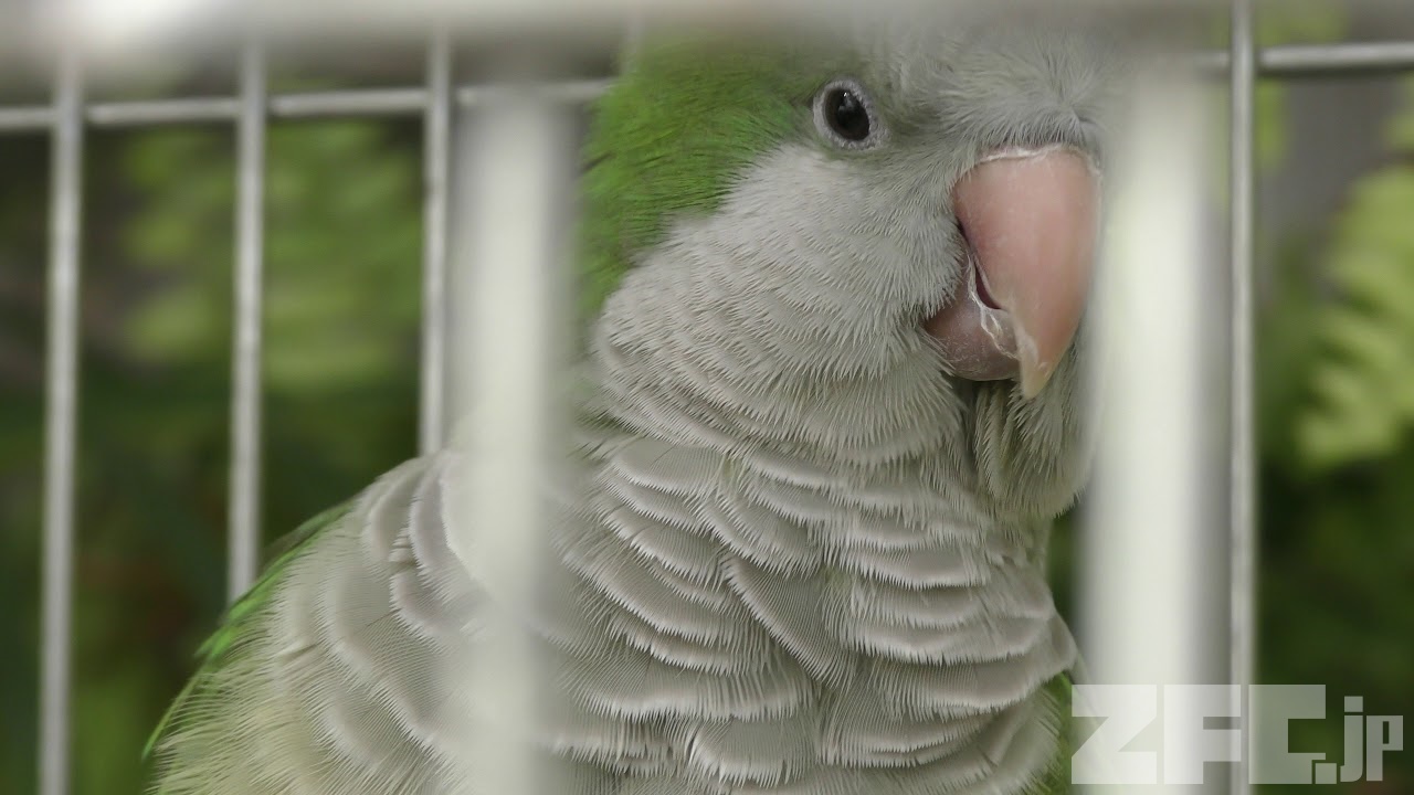オキナインコ | 動物図鑑 | ZFC.jp