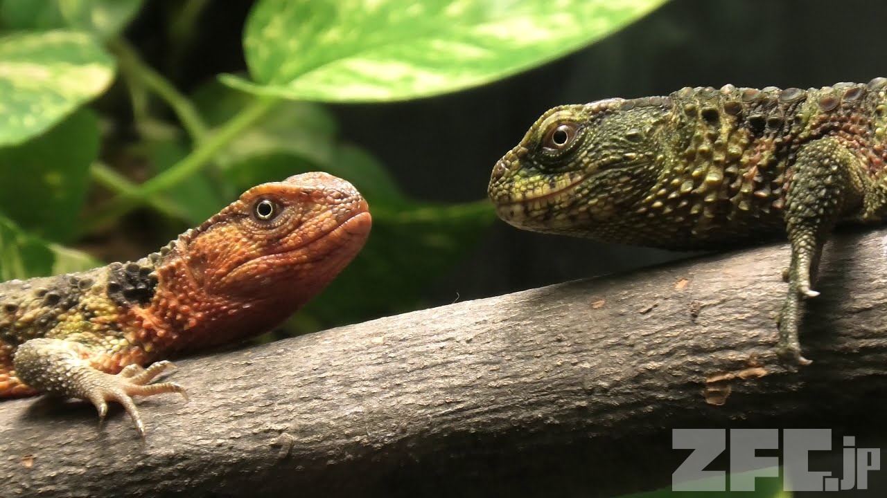 チュウゴクワニトカゲ (天王寺動物園) 2020年12月23日 | ZFC.jp