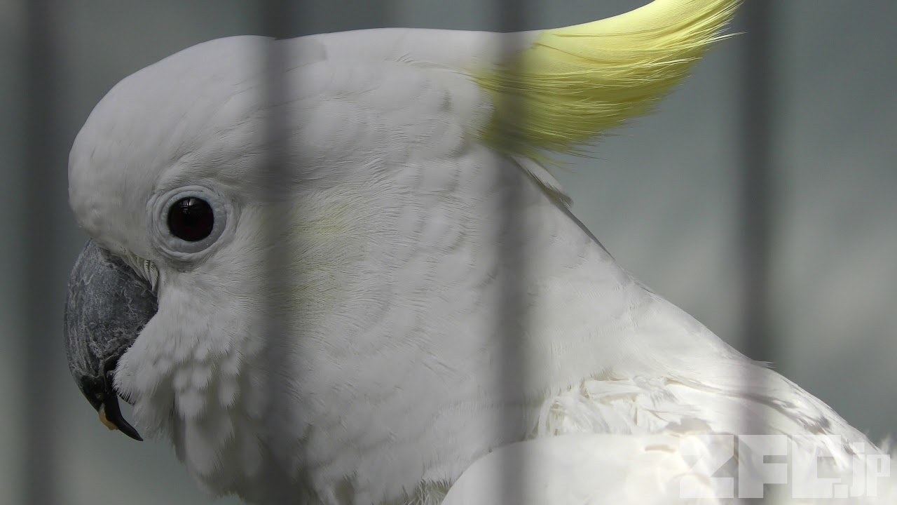 キバタン | 動物図鑑 | ZFC.jp