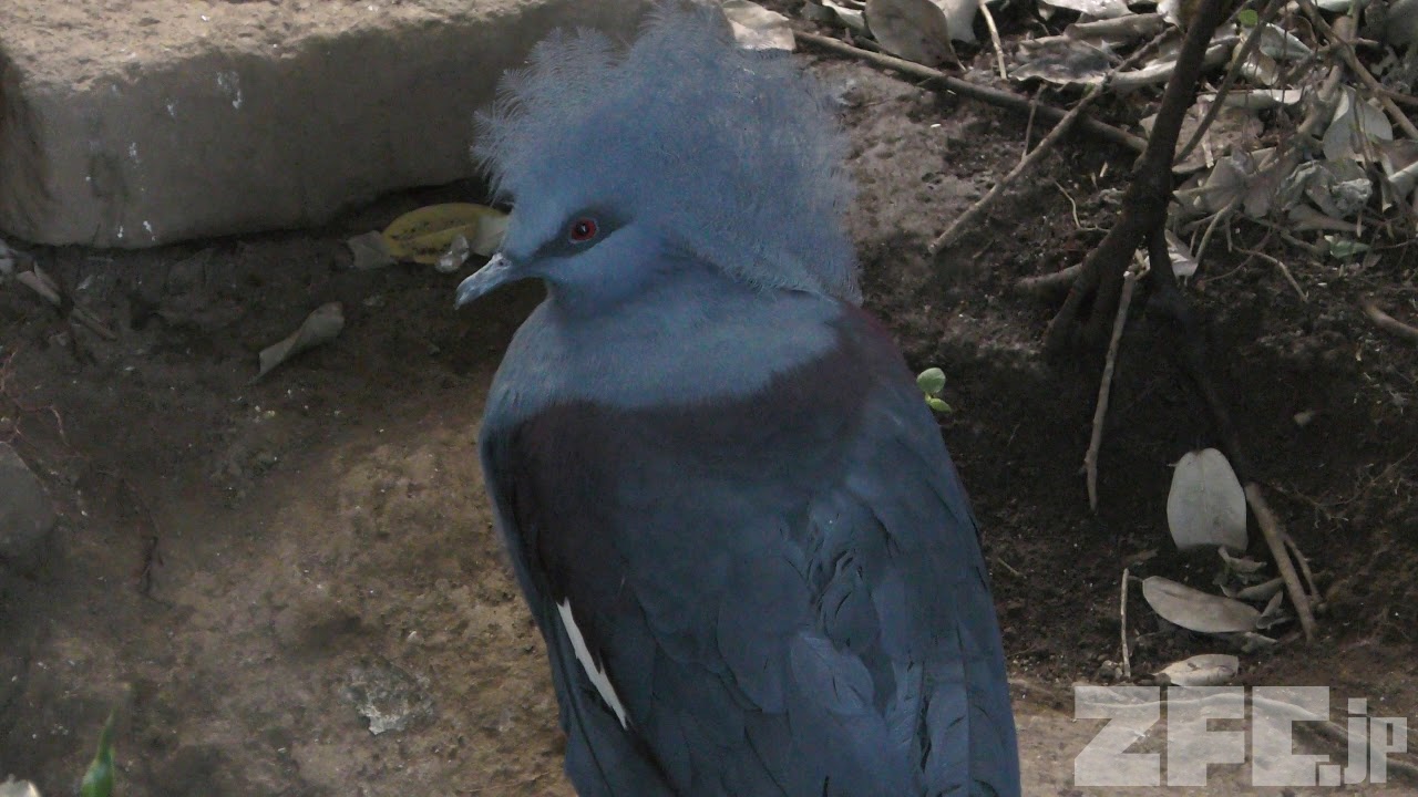 カンムリバトの剥製 カンムリバト | 動物図鑑 | ZFC.jp