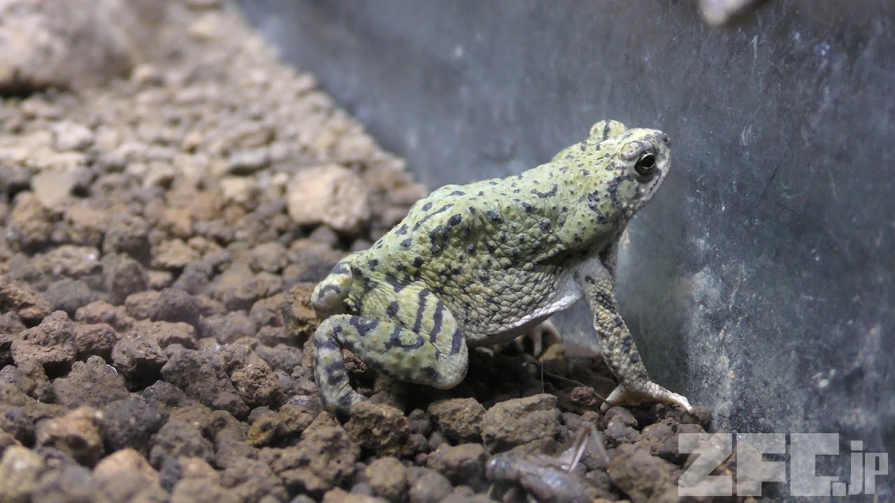 テキサスミドリヒキガエル | 動物図鑑 | ZFC.jp