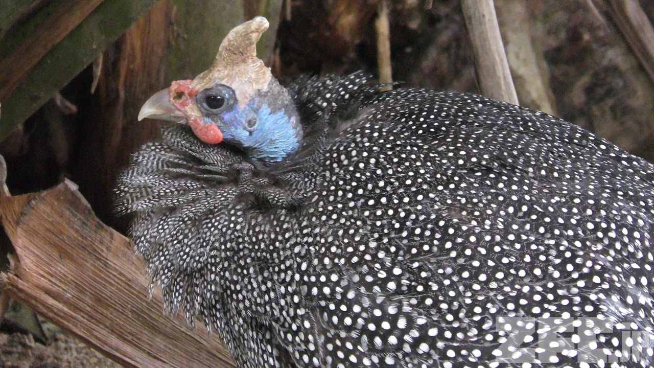 カブトホロホロチョウ | 動物図鑑 | ZFC.jp