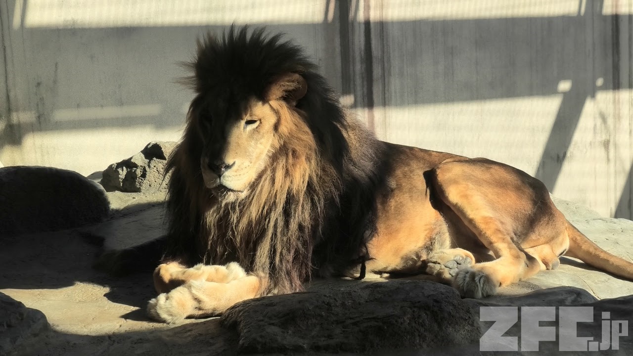 ライオン の『ラオ』と『サクラ』 (神戸市立王子動物園) 2019年11月8日