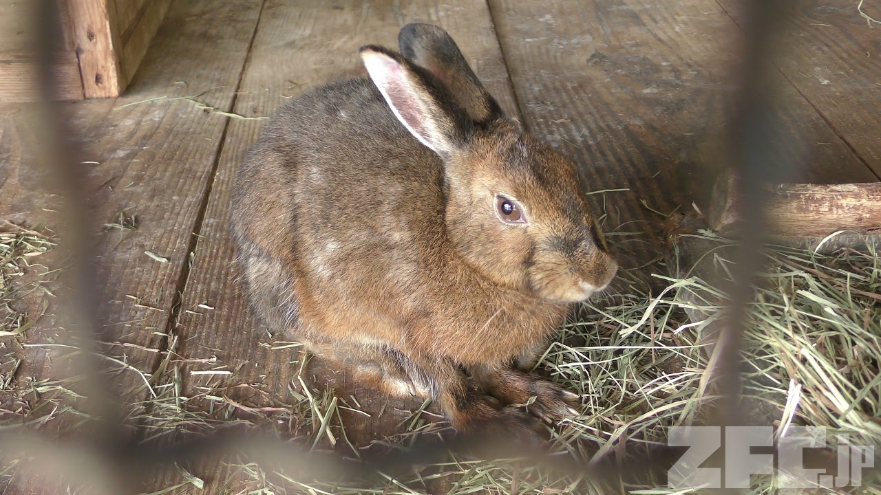 トウホクノウサギ 動物図鑑 Zfc Jp