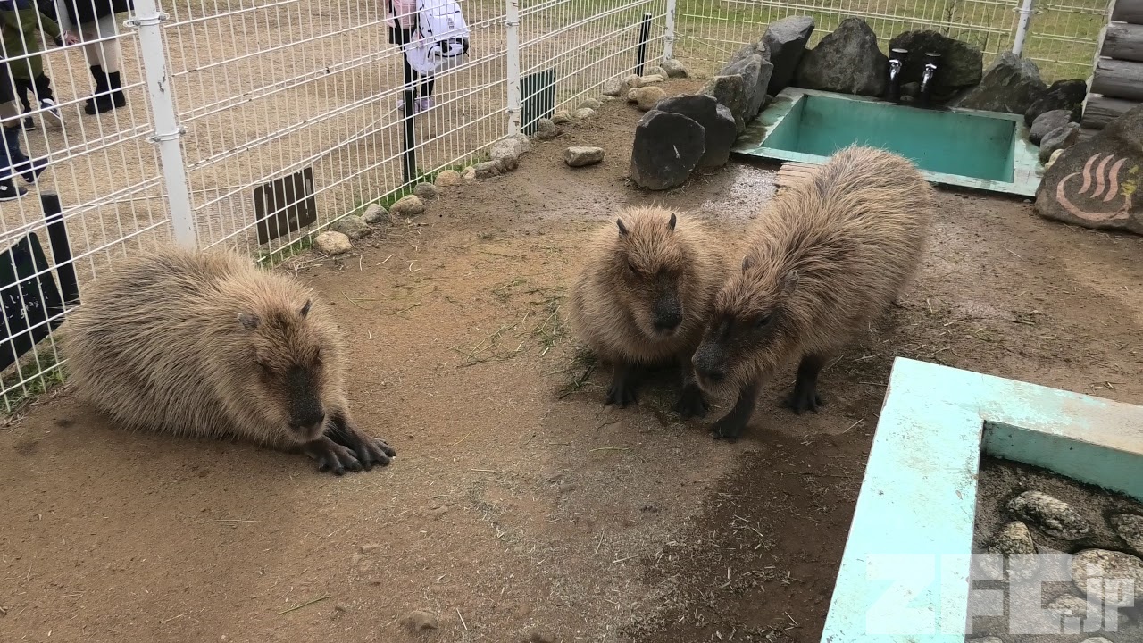 カピバラ (みさき公園) 2020年1月19日 | ZFC.jp