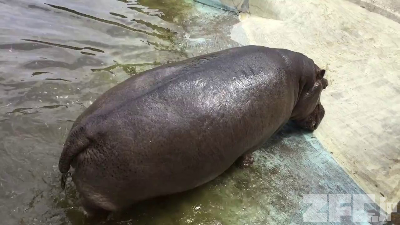 カバ 陸に上がる 東武動物公園 17年6月11日 Zfc Jp