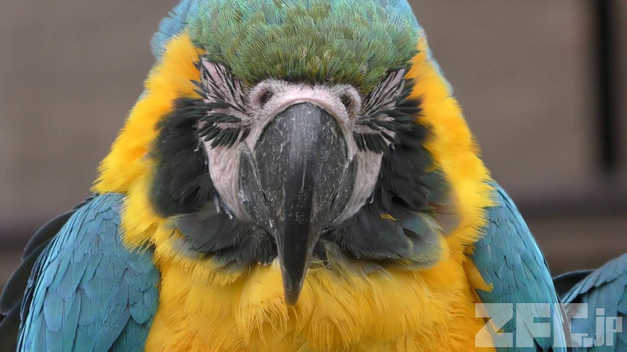 ルリコンゴウインコ | 動物図鑑 | ZFC.jp