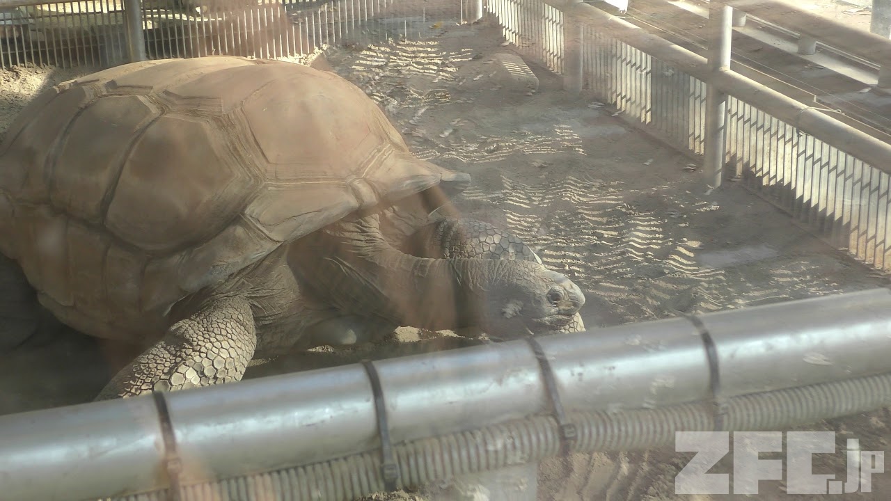 アルダブラゾウガメの「ナンバーファイブ」 (夢見ケ崎動物公園) 2017年