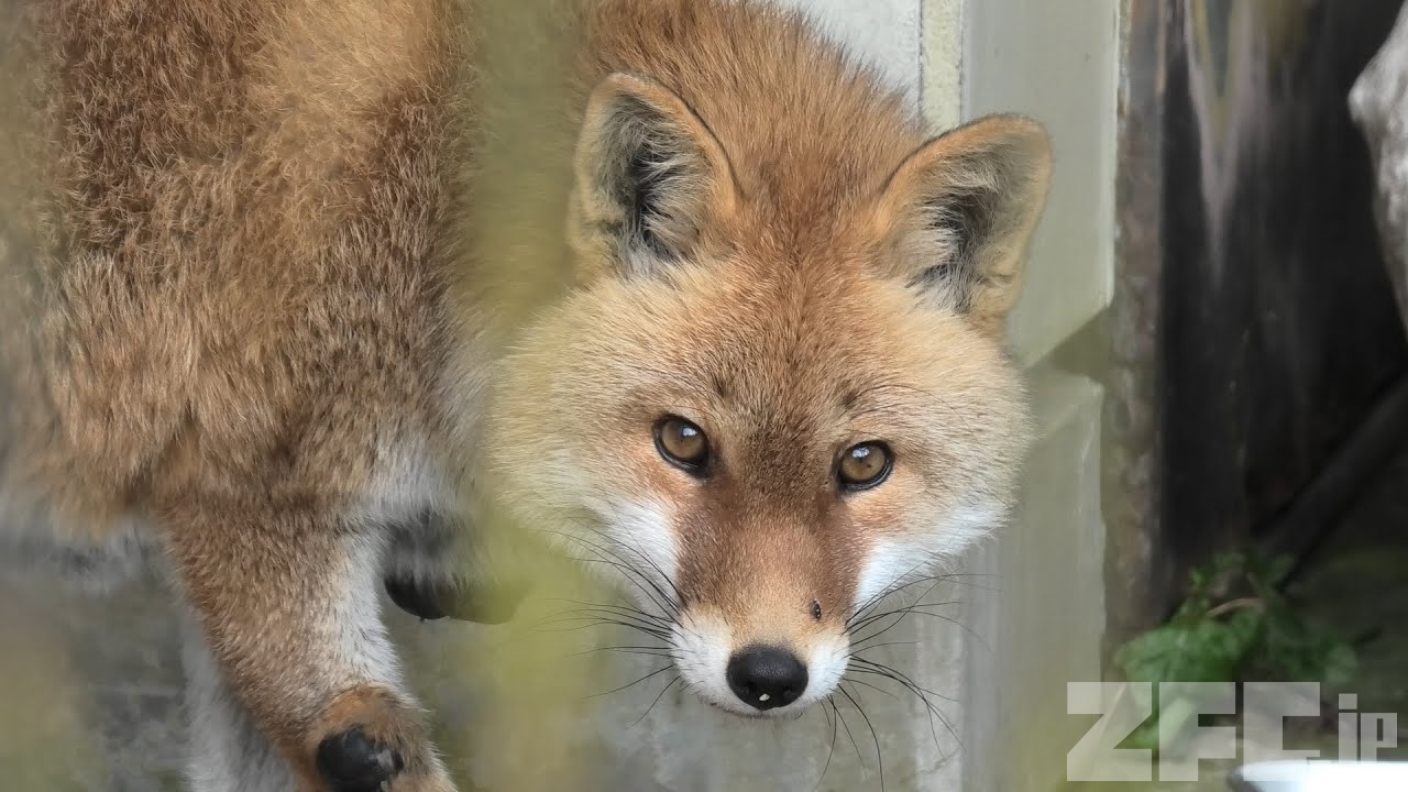 ホンドキツネ (愛媛県立 とべ動物園) 2019年12月25日 | ZFC.jp