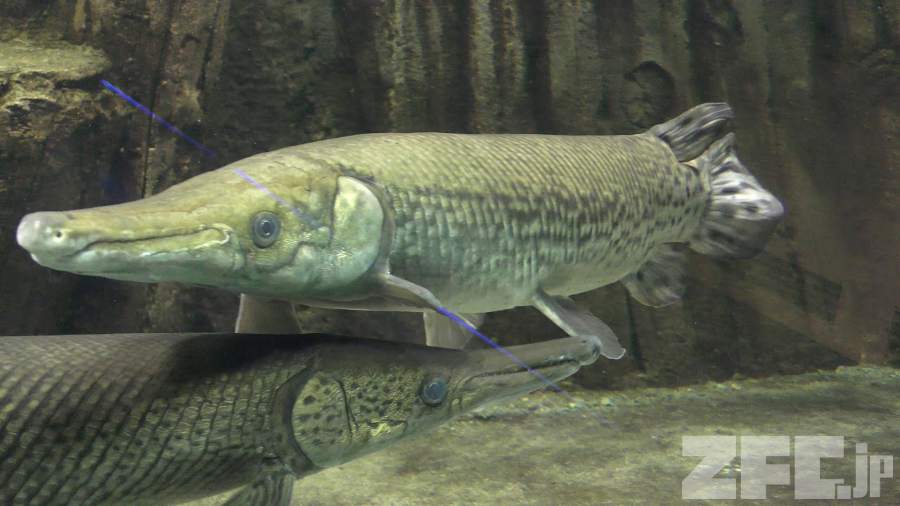 北米の魚 さいたま水族館 18年12月9日 Zfc Jp