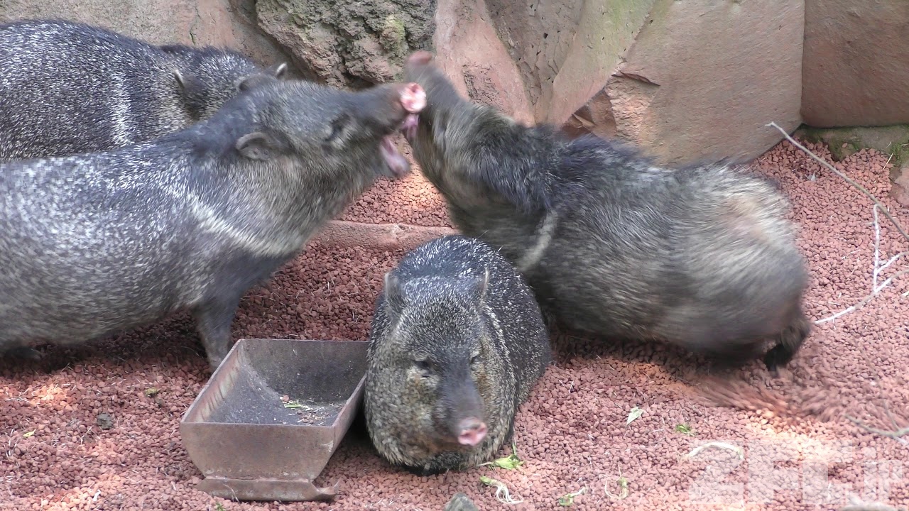 クビワペッカリーの威嚇行動 伊豆シャボテン動物公園 18年4月22日 Zfc Jp