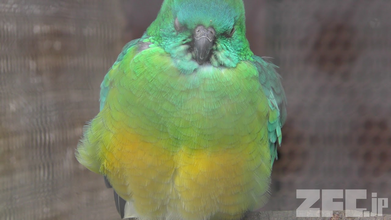 ビセイインコ | 動物図鑑 | ZFC.jp