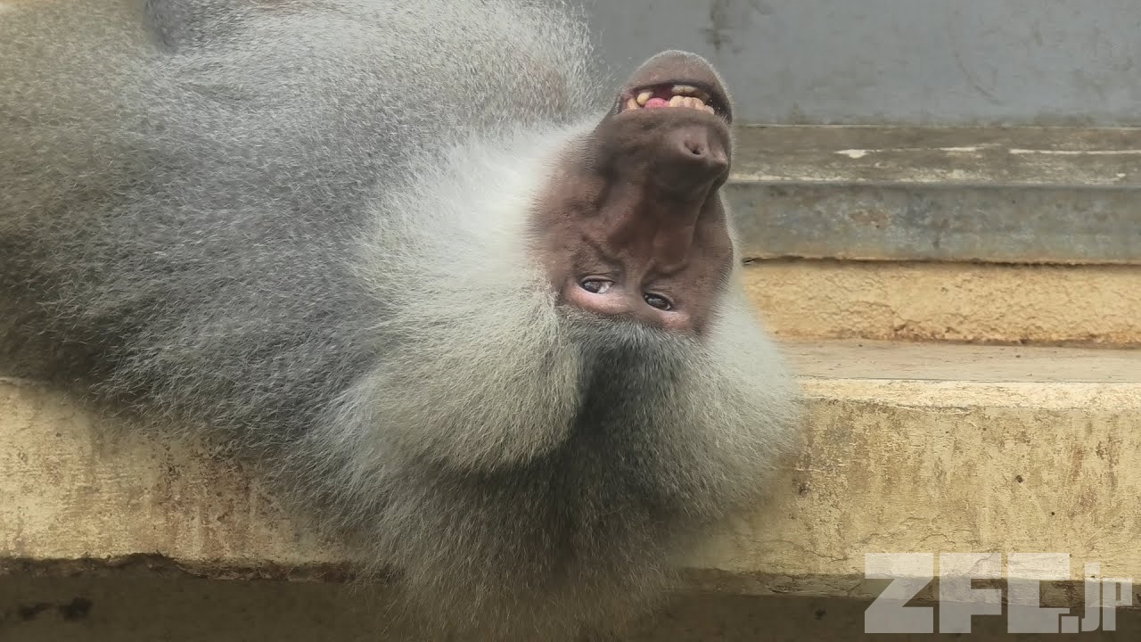 マントヒヒ 東武動物公園 年9月18日 Zfc Jp