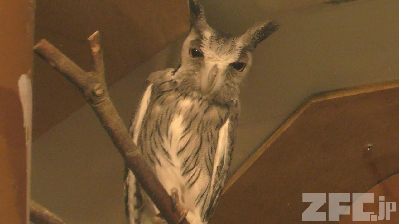 小さなミミズク 小さなミミズクさんたち｜オオコノハズク Feathered-toed Scops