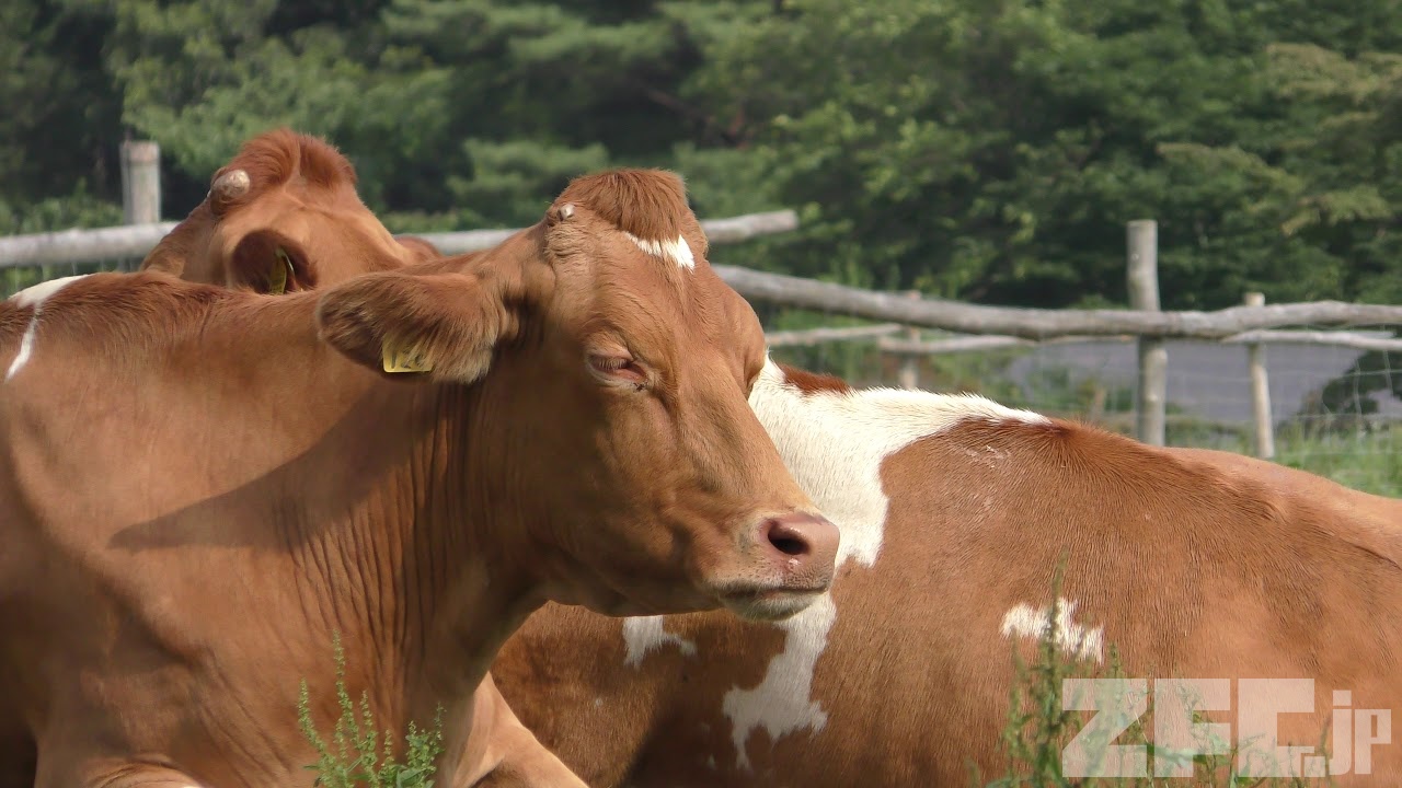 ガーンジィ 動物図鑑 ZFC.jp