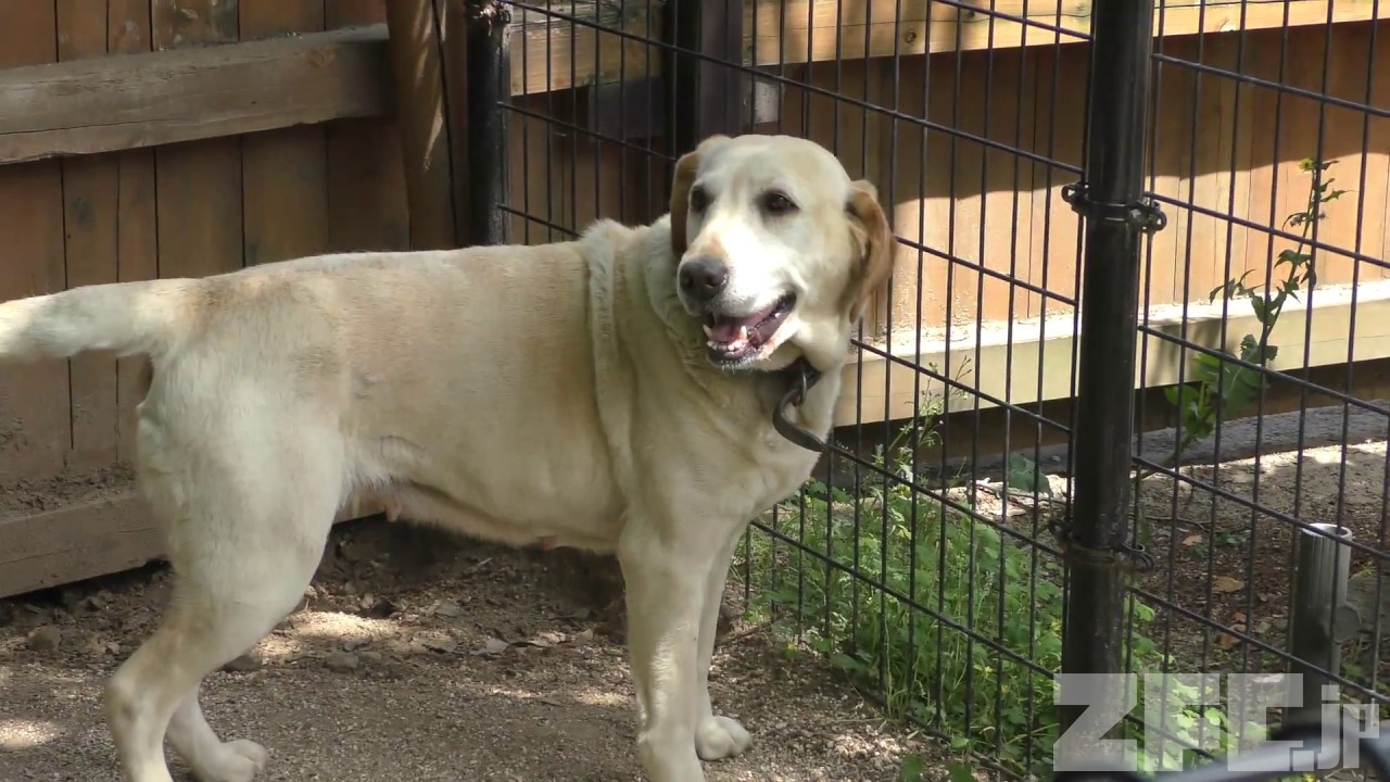 ラブラドールレトリバー | 動物図鑑 | ZFC.jp