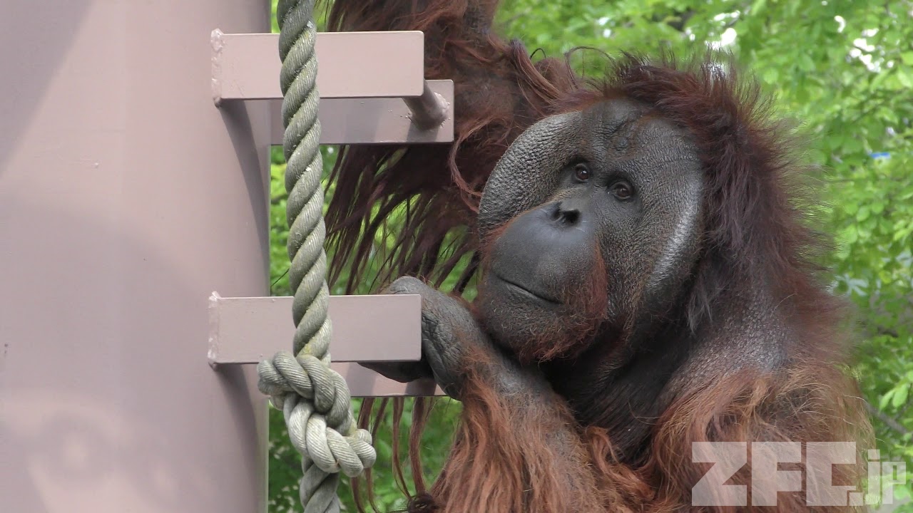 オランウータン の空中散歩 (旭山動物園) 2019年6月20日 | ZFC.jp