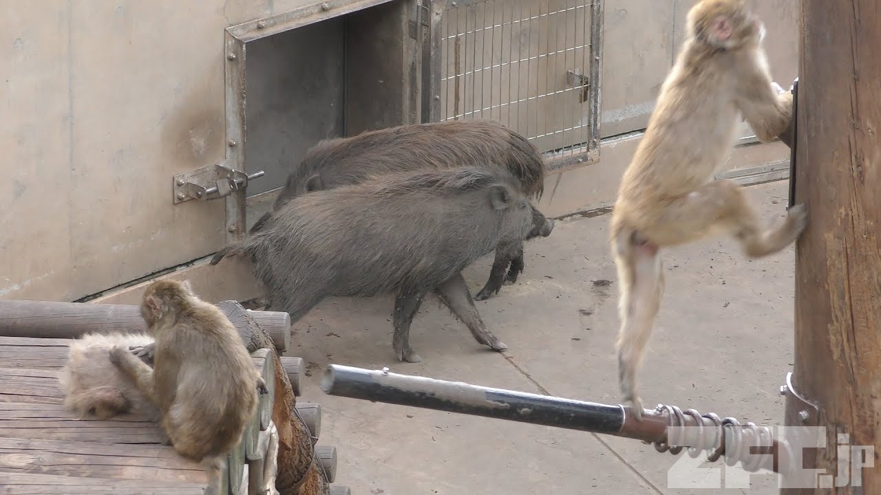 さる山の サル と イノシシ (旭山動物園) 2019年6月20日 | ZFC.jp