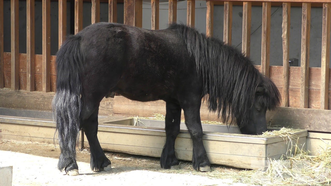 ミゼットポニー の『クロ』 (福山市立動物園) 2019年2月25日 | ZFC.jp