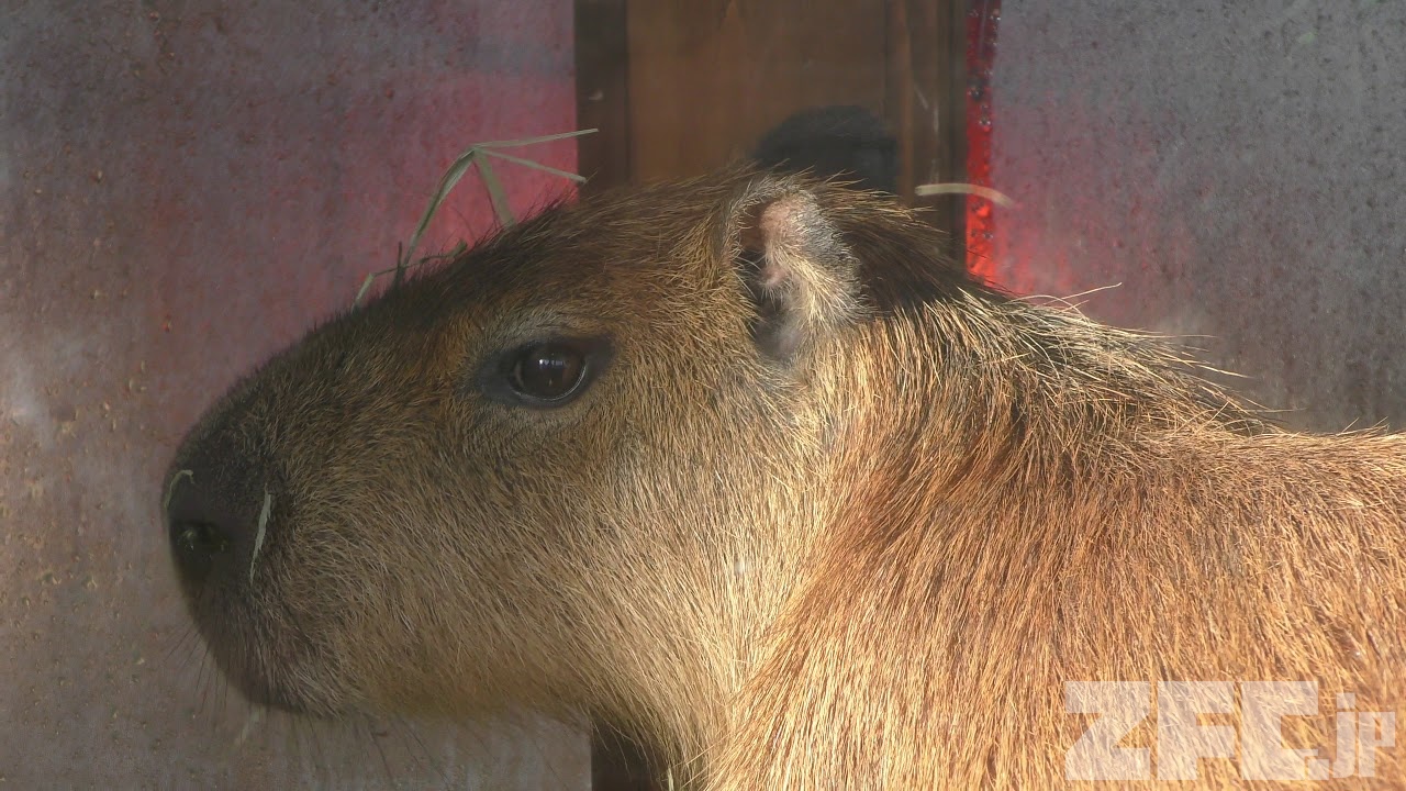 カピバラ の『ヒナタ』と『ココロ』 (新江ノ島水族館) 2018年8月26日