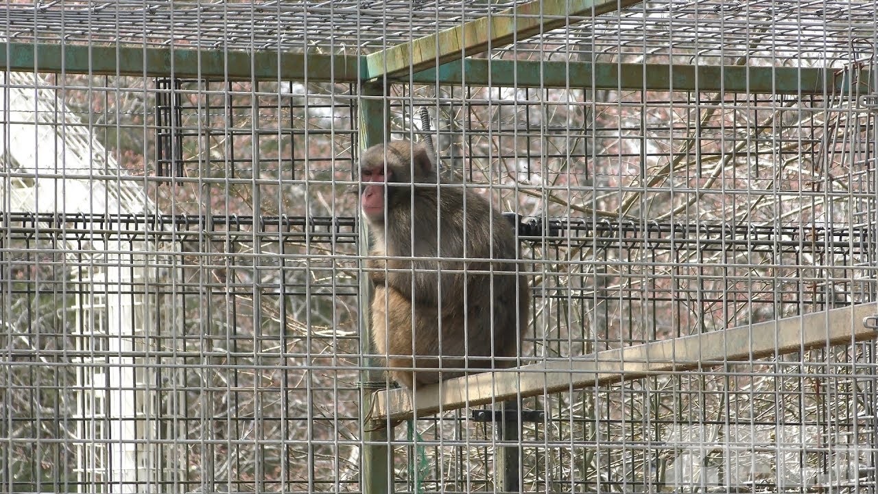 ニホンザル の『みわちゃん』と イノシシの『ウリ坊』 (福知山市動物園