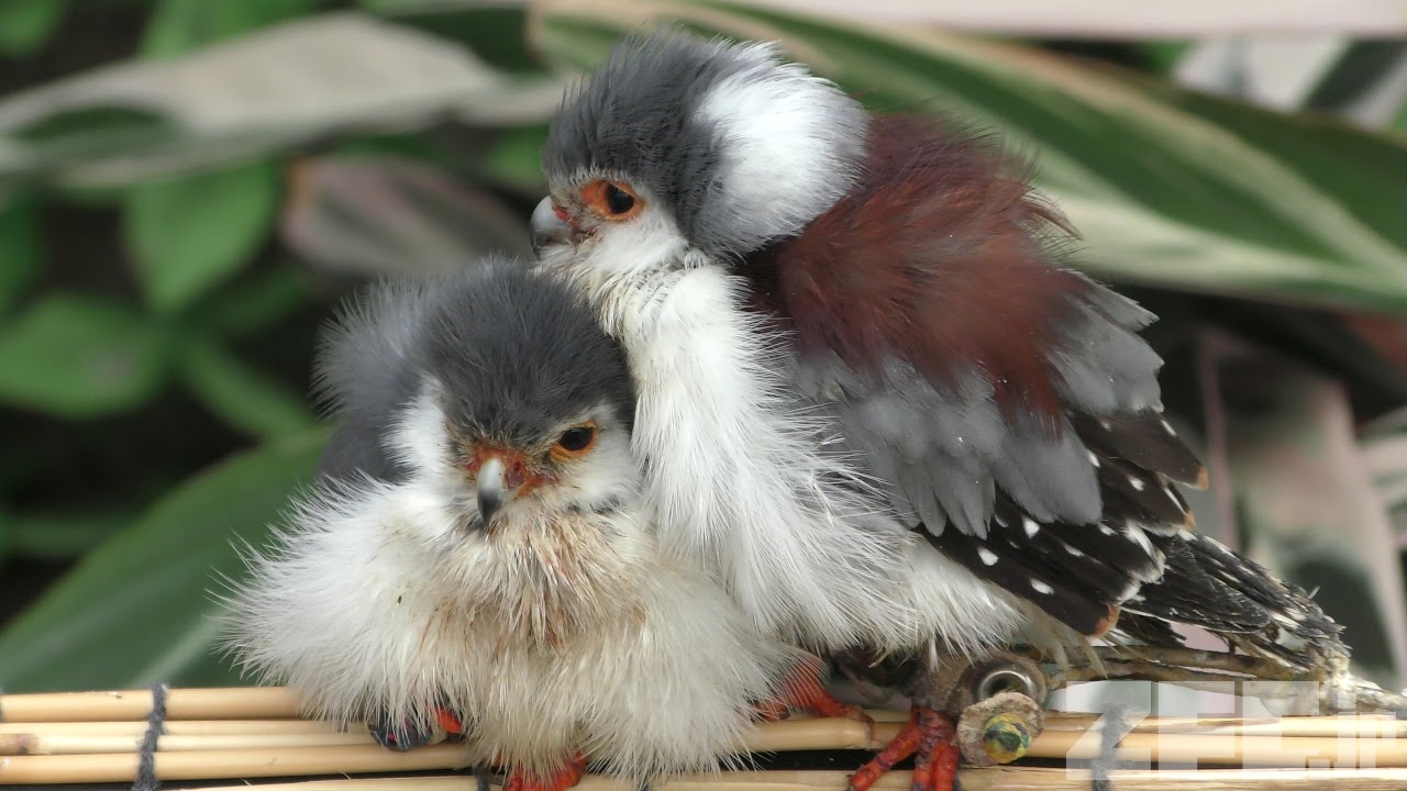 ピグミーファルコン 動物図鑑 Zfc Jp