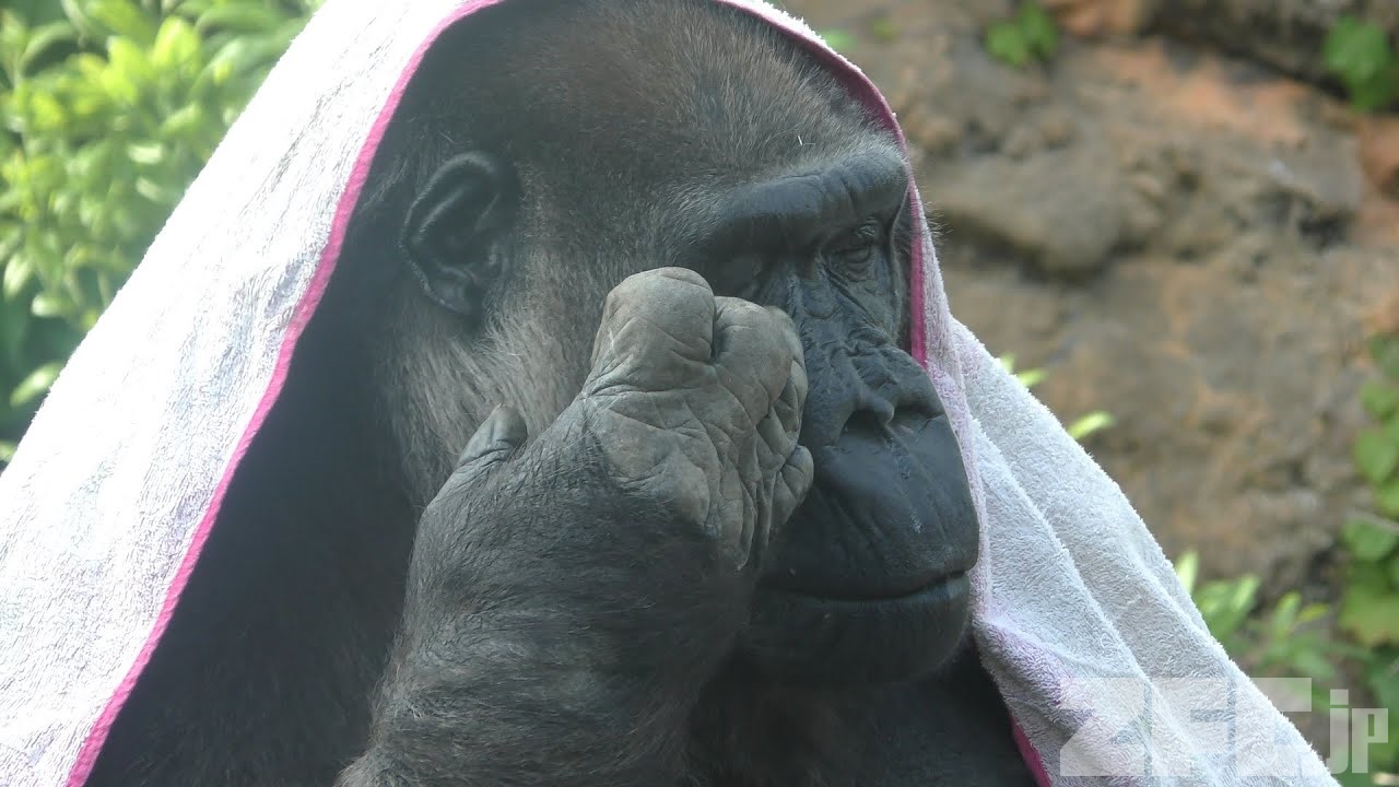ニシゴリラの『ピーコ』 (上野動物園) 2018年5月12日 | ZFC.jp