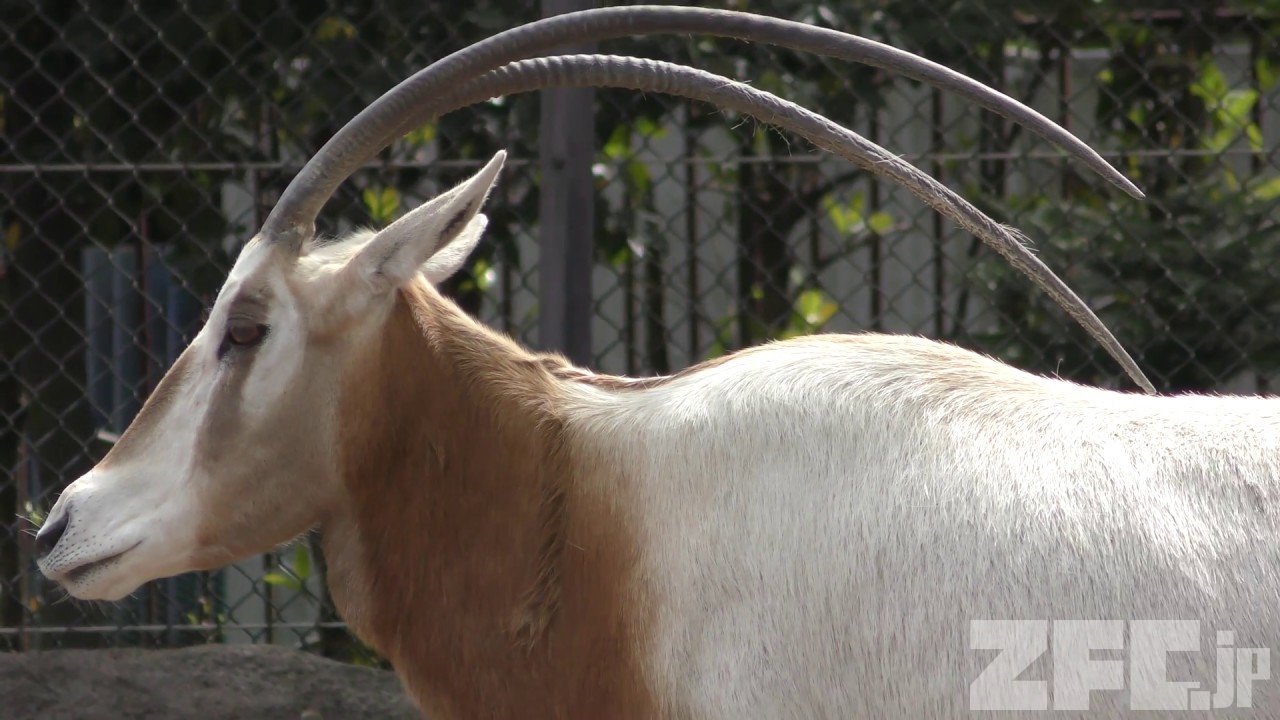 シロオリックス 動物図鑑 Zfc Jp シロオリックス 動物図鑑 Zfc Jp