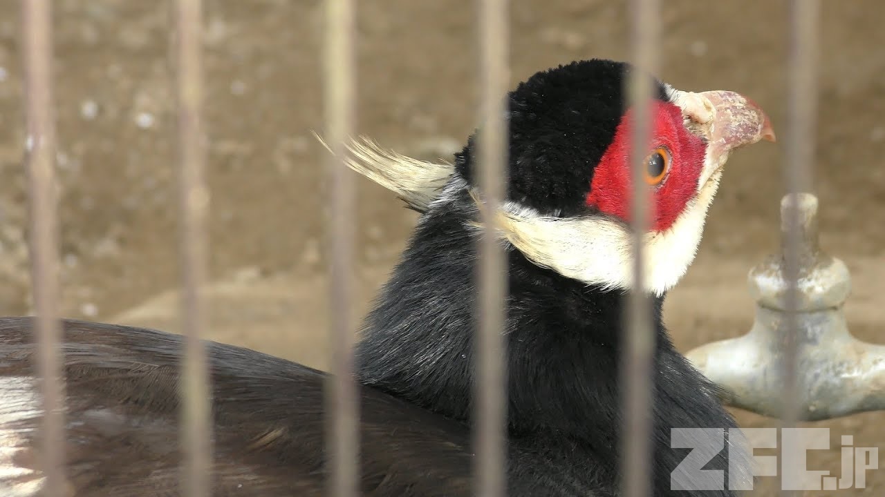 ミミキジ 動物図鑑 ZFC.jp