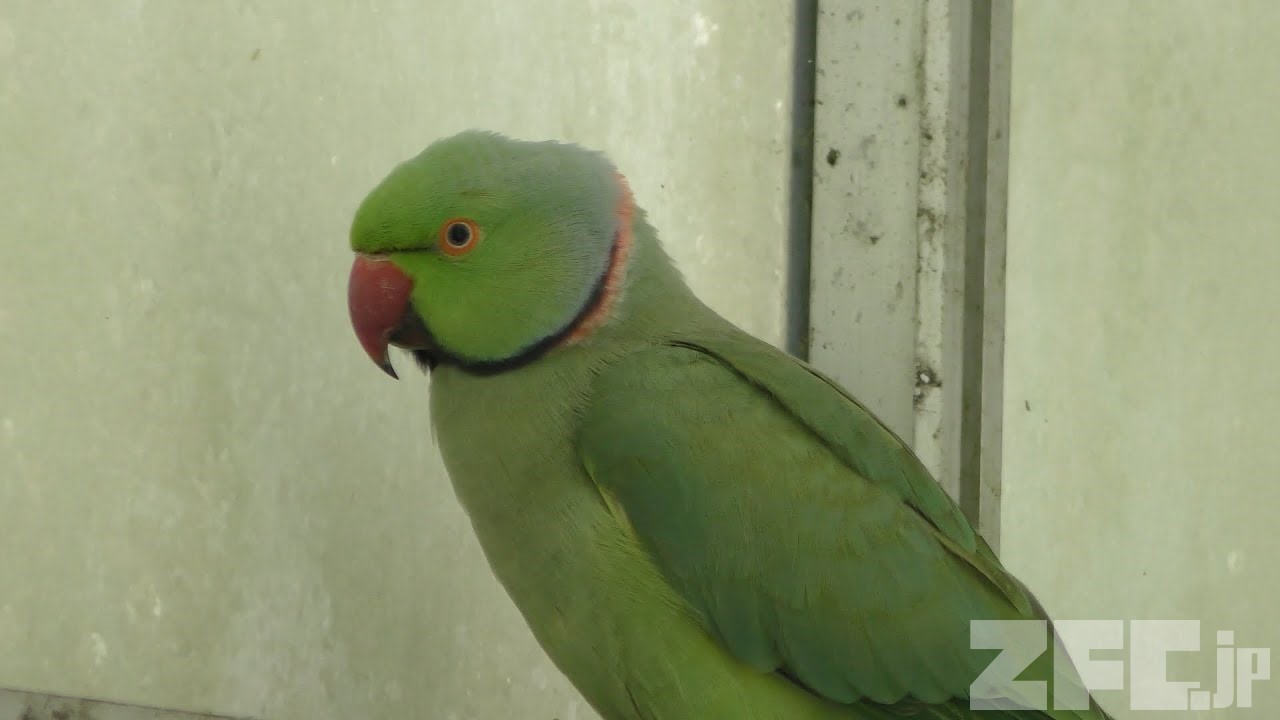 ワカケホンセイインコ | 動物図鑑 | ZFC.jp