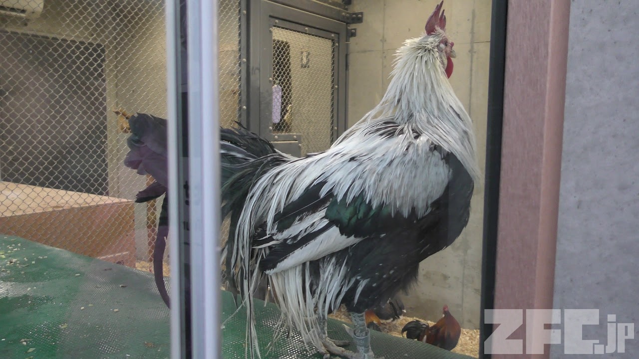ニワトリとシチメンチョウ (上野動物園) 2017年12月9日 | ZFC.jp