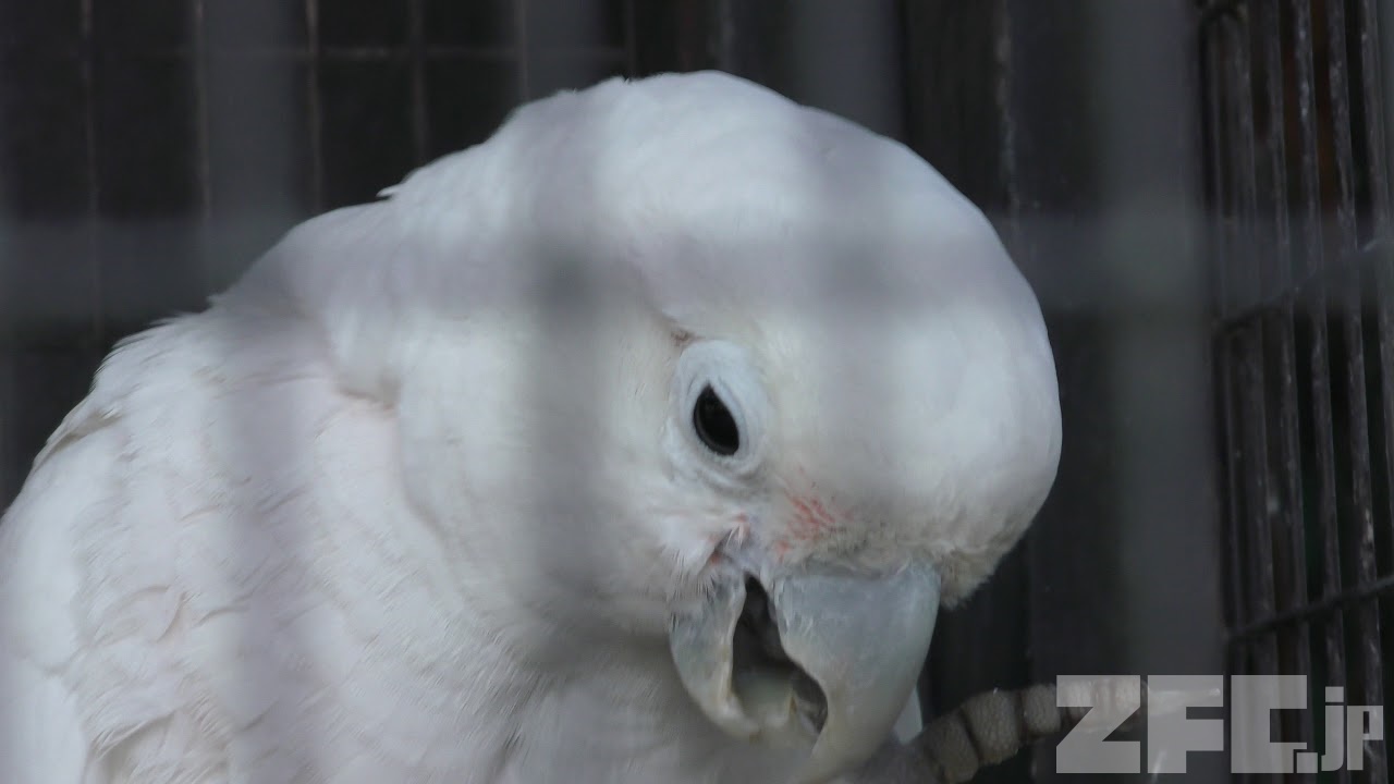 シロビタイムジオウム 埼玉県こども動物自然公園 18年2月3日 Zfc Jp