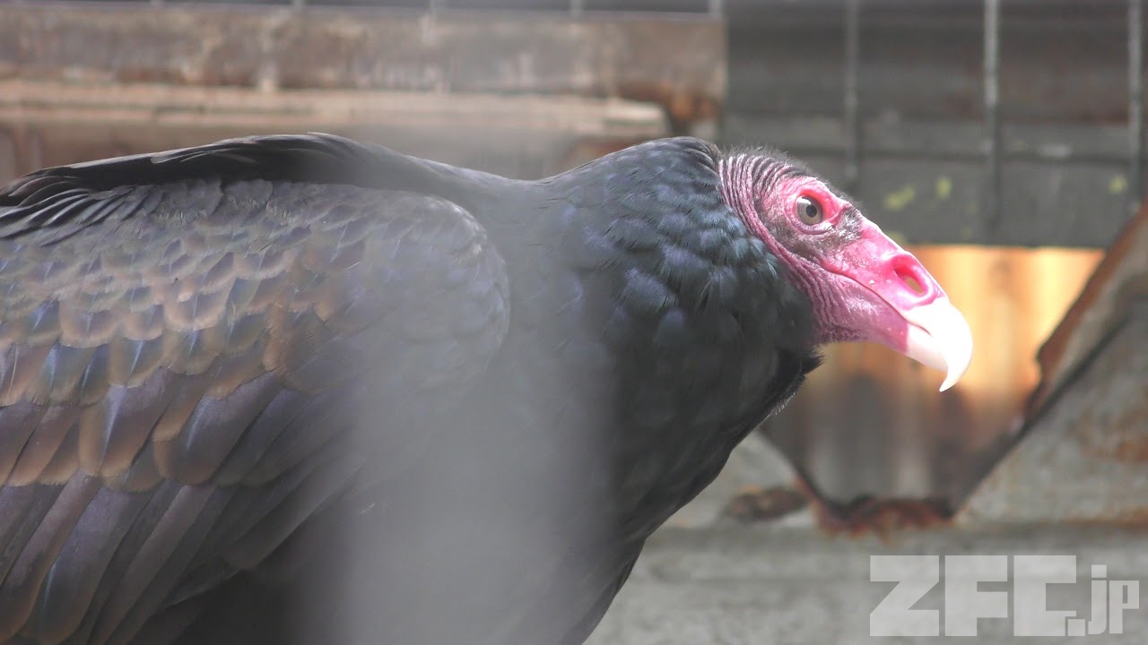 ヒメコンドル 天王寺動物園 19年3月31日 Zfc Jp