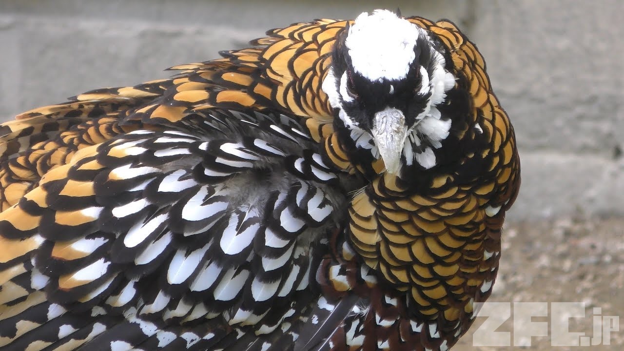 オナガキジ | 動物図鑑 | ZFC.jp