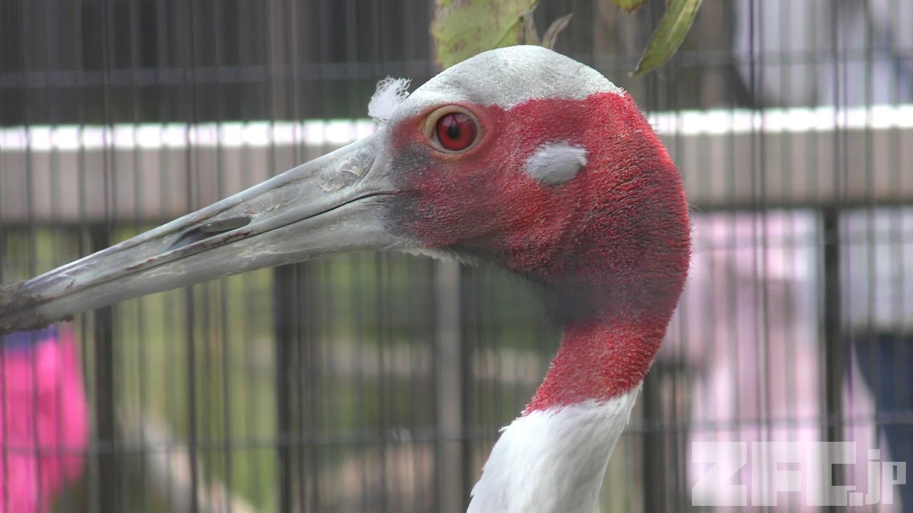 シロエリオオヅル 動物図鑑 ZFC.jp