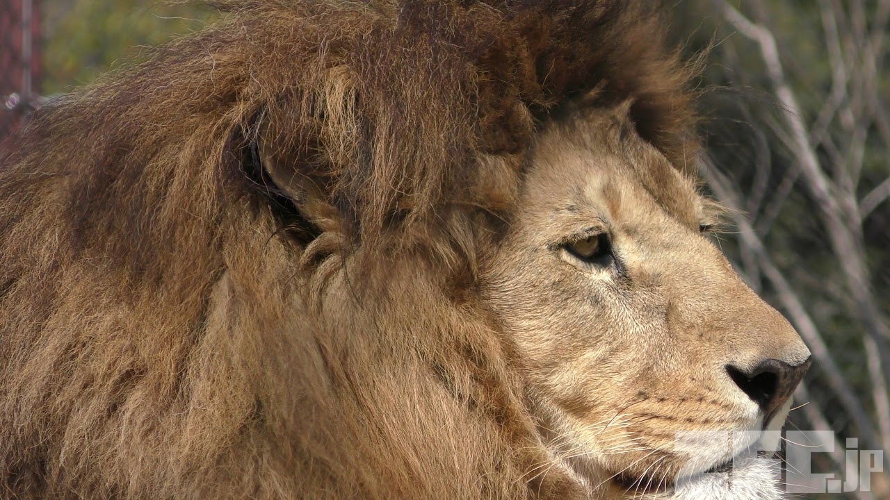 ライオン の『レオ』 (とくしま動物園) 2019年3月2日 | ZFC.jp