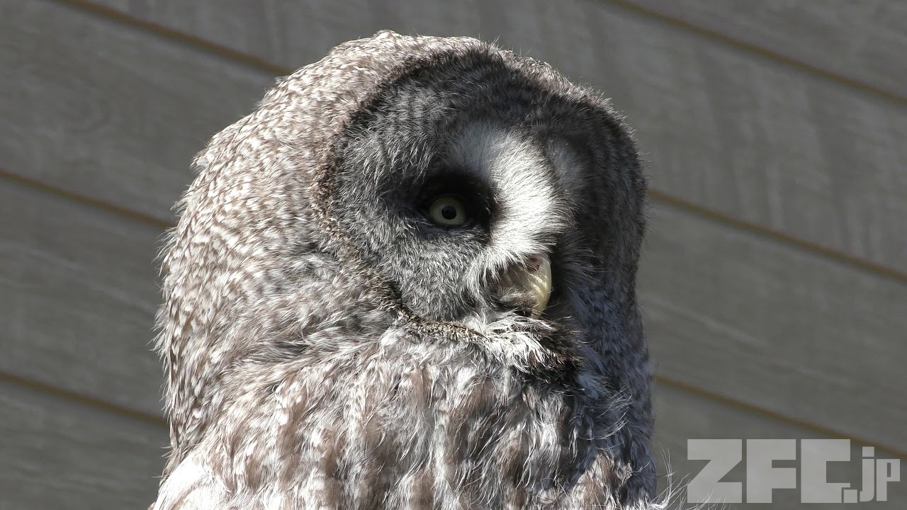 カラフトフクロウ (伊豆シャボテン動物公園) 2019年10月1日 | ZFC.jp