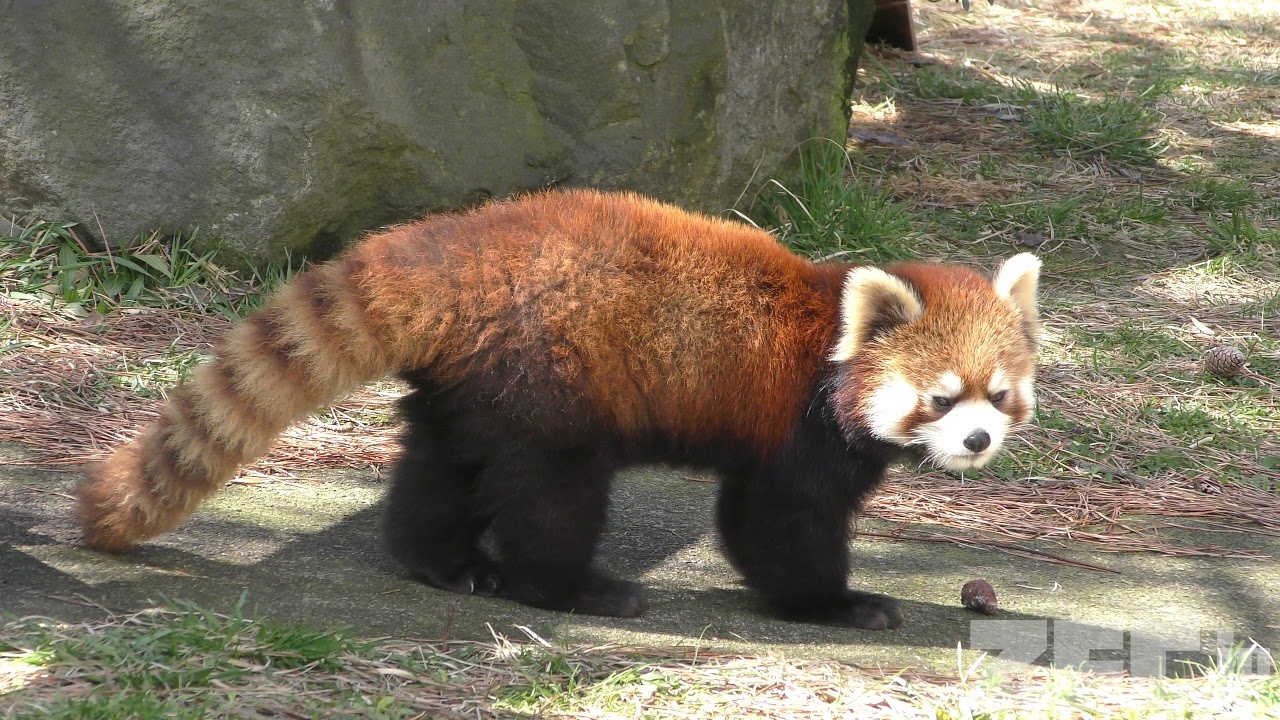 シセンレッサーパンダ (秋田市大森山動物園) 2019年4月11日 | ZFC.jp
