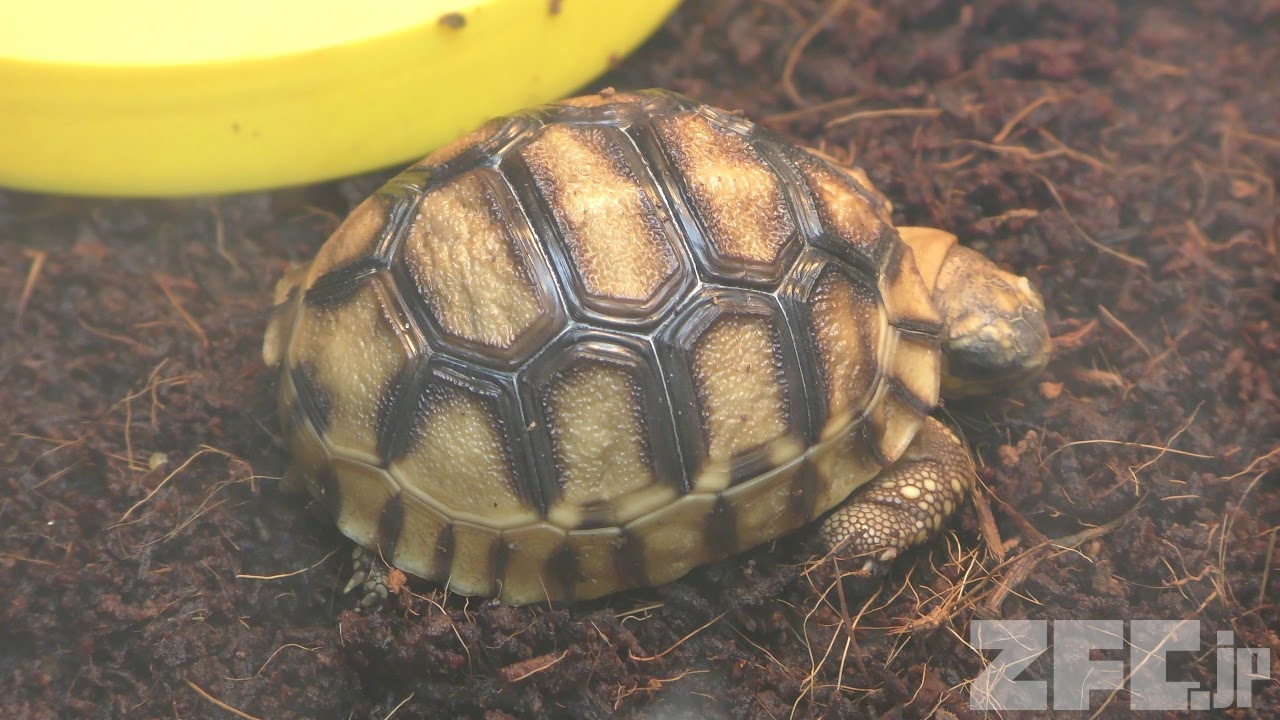 ヘサキリクガメ 動物図鑑 Zfc Jp ヘサキリクガメ 動物図鑑 Zfc Jp